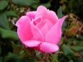 DSCN1745a_8x12