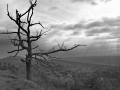 Tree_8x12