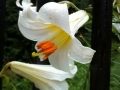 Philly Flower